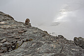 Ghiacciaio Pizzo Scalino 3.323 m ü.d.M., Alpi del Bernina nelle Alpi Retiche. Rätische Alpen, Lombardei. Civetta nana, Glaucidium passerinum