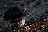 Western capercaillie,wood grouse (Tetrao urogallus). Trentino-Alto Adige, Italy