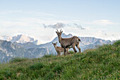 Park Orobie Valtellina,Lombardy,Italy. Capra ibex