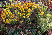 Herbstchrysantheme und Garten-Wolfsmilch im Gartenbeet