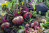 Beets in the vegetable patch