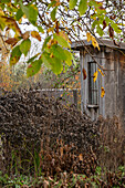 Garden shed in autumn garden