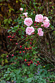 Rose tree (Rosa) and rose hips in autumn garden