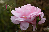English rose 'Sharifa Asma' (Pink) in autumn garden