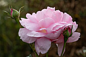 Englische Rose 'Sharifa Asma' (Rosa) in herbstlichem Garten