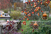 Branches of the ornamental apple tree 'Evereste' with ripe fruits and lanterns