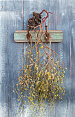 Wall decoration of dried radish seeds