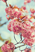 Blossoming Japanese cherry tree