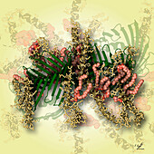 Translocase of the outer membrane, illustration