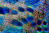 Nettle stalk, light micrograph