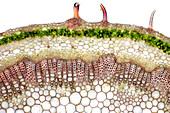 Knautia sp. stalk, light micrograph