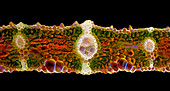 Reed leaf, light micrograph