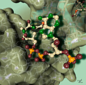 Plant serotonin N-acetyltransferase complex, illustration