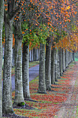 Beech avenue in autumn