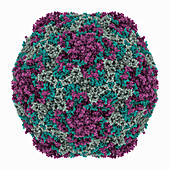 Human enterovirus D68 capsid, molecular model