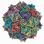 Bacteriophage Qbeta capsid, molecular model
