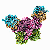 Visna-maedi virus infectivity factor, molecular model