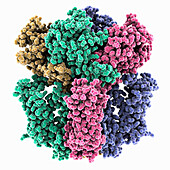 Potassium channel AKT1, molecular model