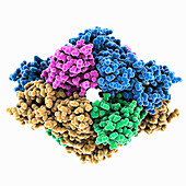 Nanobody aSA3 complexed with SARS-CoV-1, molecular model