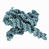 Misfolded RNA from tetrahymena ribozyme, molecular model