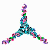 Self-assembled 3D tensegrity triangle, molecular model