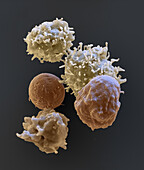 Haematopoietic stem cells, SEM
