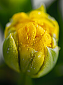 Tulip (Tulipa 'Monte Carlo') flower