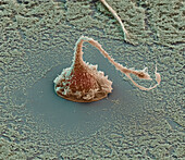 Macrophage, SEM