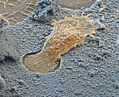 Osteoclast cell, SEM
