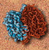 DyP-type peroxidase, illustration