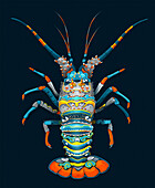 Lobster, illustration