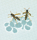 European paper wasps standing on water