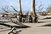 Ghost forest, South Carolina