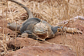 Galapagos land iguana