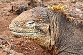 Head of Galapagos land iguana
