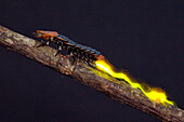Bioluminescent firefly larva