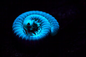 UV fluorescence of a millipede