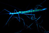 UV fluorescence of a stick insect