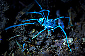 UV fluorescence of a harvestman