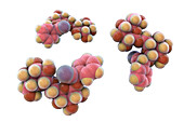 Molecular model of amygdalin, illustration