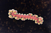 Molecular model of beta-carotene, illustration