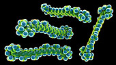 Molecular model of beta-carotene, illustration