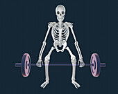 Human skeleton lifting a barbell, illustration