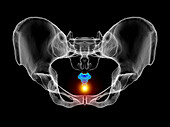 Coccyx pain, conceptual illustration