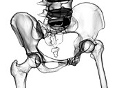 Anatomy of the pelvis bones, illustration
