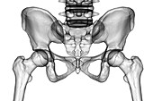 Anatomy of the pelvis bones, illustration