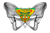 Anatomy of the sacrum bone, illustration