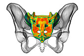 Anatomy of the sacrum bone, illustration