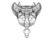 Anatomy of the sacrum and coccyx, illustration