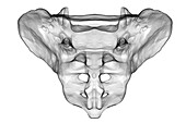 Sacrum bone, illustration